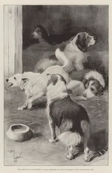 Dogs belonging to the Prince of Wales, exhibited at Cruft